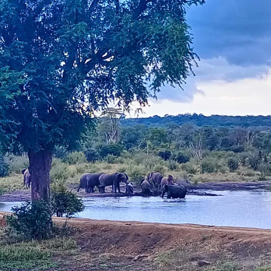 Chobe Half Day Trip from Victoria Falls - Small details that make the day smoother
