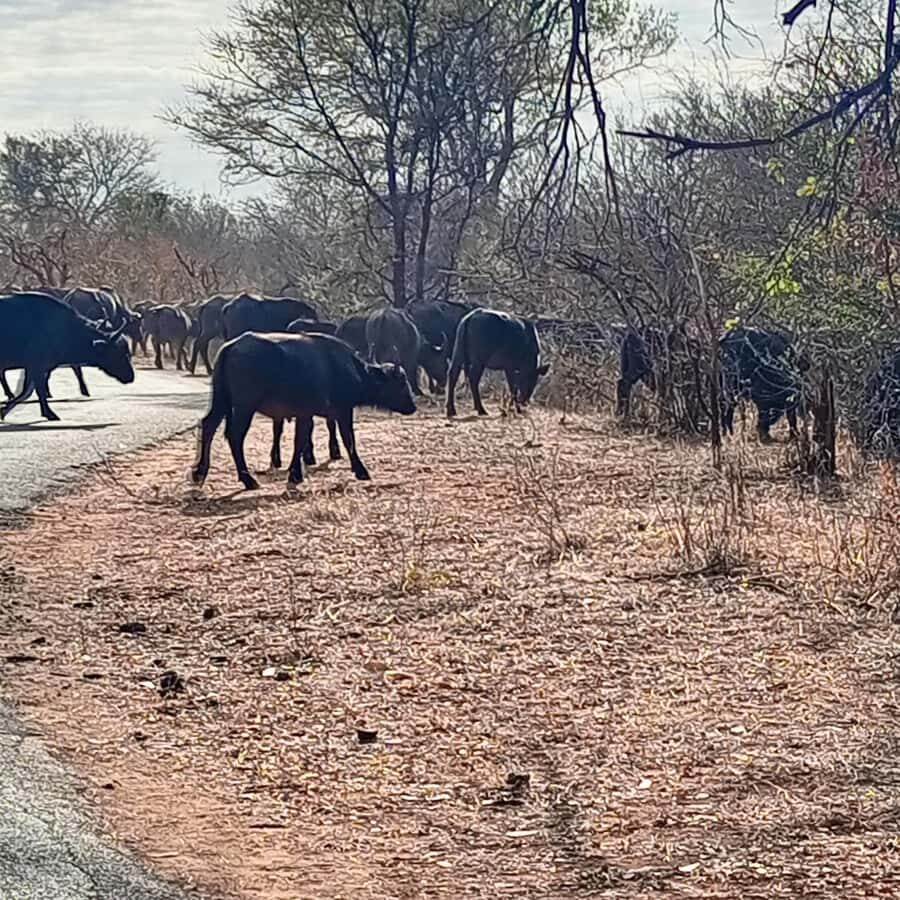 Chobe Half Day Trip from Victoria Falls - Pickup, the border crossing, and why the timing matters