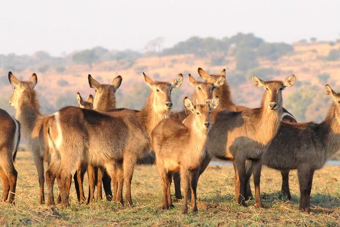 Chobe National Park 4X4 Day Safari and River Cruise - The Afternoon Open 4x4 Safari: Where the Best Watching Happens