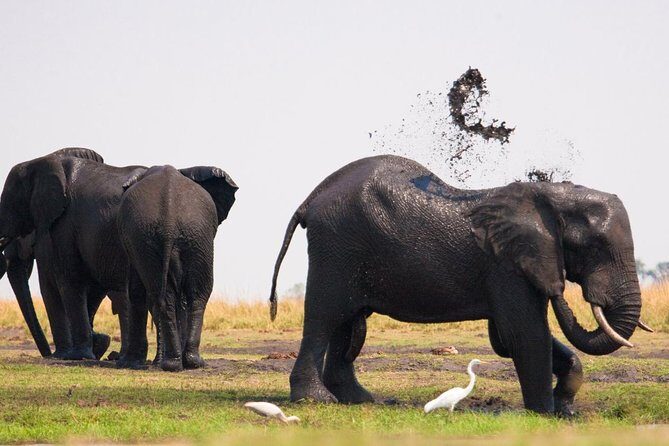 Chobe National Park 4X4 Day Safari and River Cruise - Getting Started: Hotel Pickup and the Drive Toward Botswana