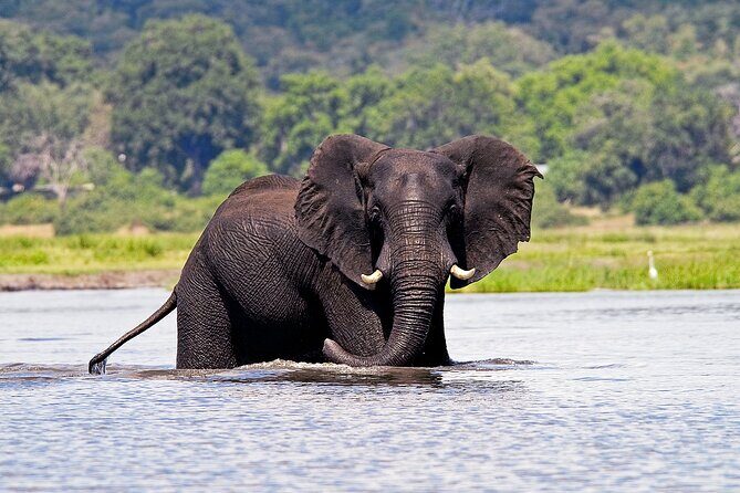 Chobe National Park Day Trip from Victoria Falls with Lunch - Lunch at Cresta Mowana: Fuel for the Heat and the Afternoon Drive