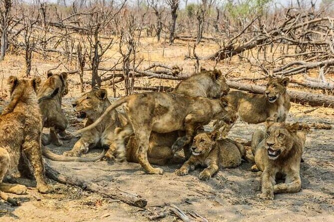 Chobe National Park from Victoria Falls - Chobe National Park: why animals cluster along the river
