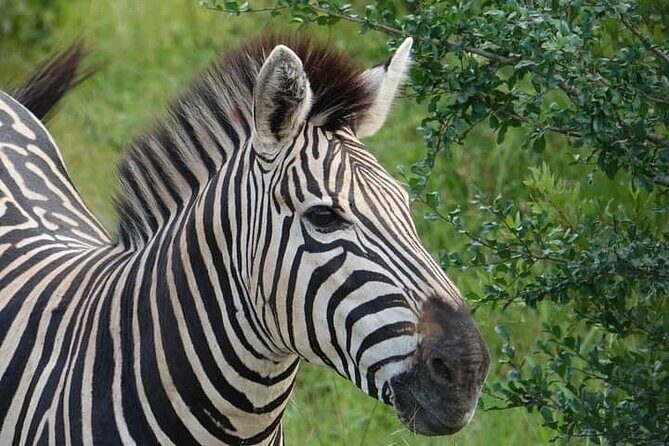Chobe National Park from Victoria Falls - Boat safari on the Chobe River: the part most people remember