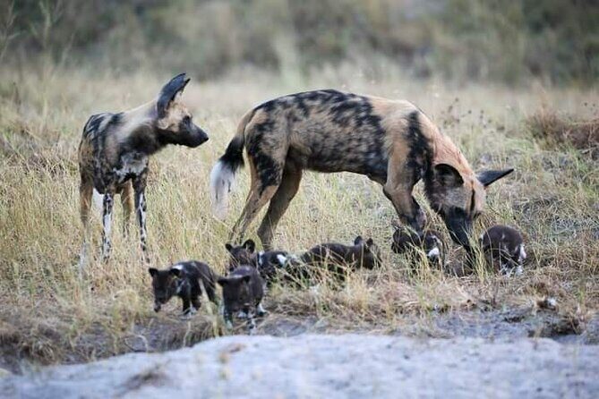 Chobe National Park from Victoria Falls - Jeep game drive: good for land sightings, timing can feel rushed