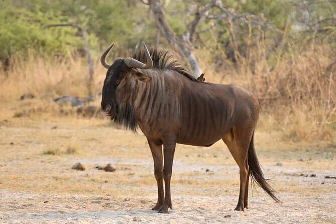Chobe National Park from Victoria Falls - Lunch timing and why the break helps