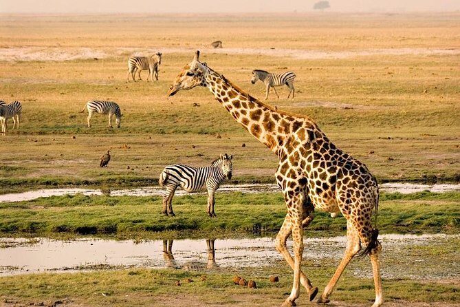 Chobe National Park Full Day Safari (Botswana) - Key Highlights You’ll Actually Feel on the Day