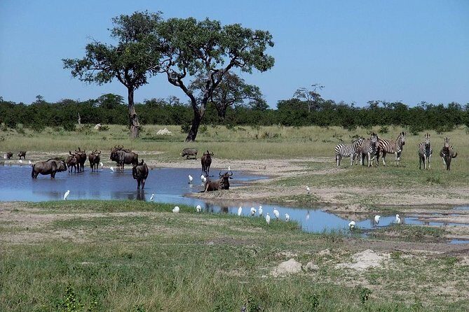 Chobe National Park Full Day Safari (Botswana) - From Victoria Falls to Chobe: The Day Starts Smooth