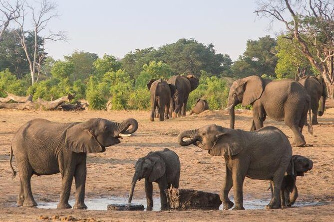 Chobe National Park Full Day Safari (Botswana) - Timing and Group Size: What a 20-Person Safari Feels Like
