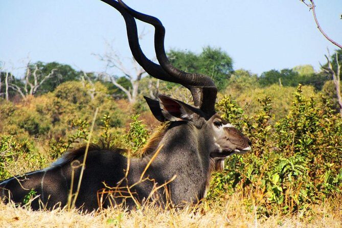 Chobe National Park Full Day Safari (Botswana) - Who This Safari Is For (and Who Should Rethink It)