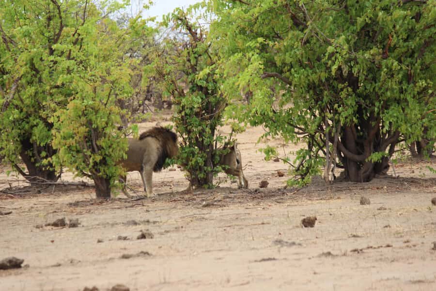 Chobe National Park: Game Drive, Boat Tour, and Lunch - Key Points You Should Know Before You Go