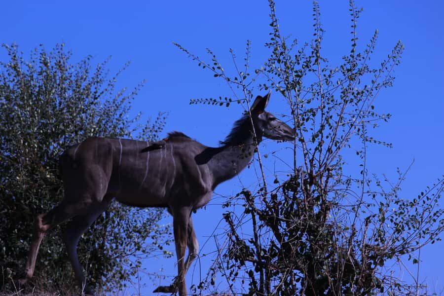 Chobe National Park: Game Drive, Boat Tour, and Lunch - From Victoria Falls to Botswana: The Kazungula Border Switch