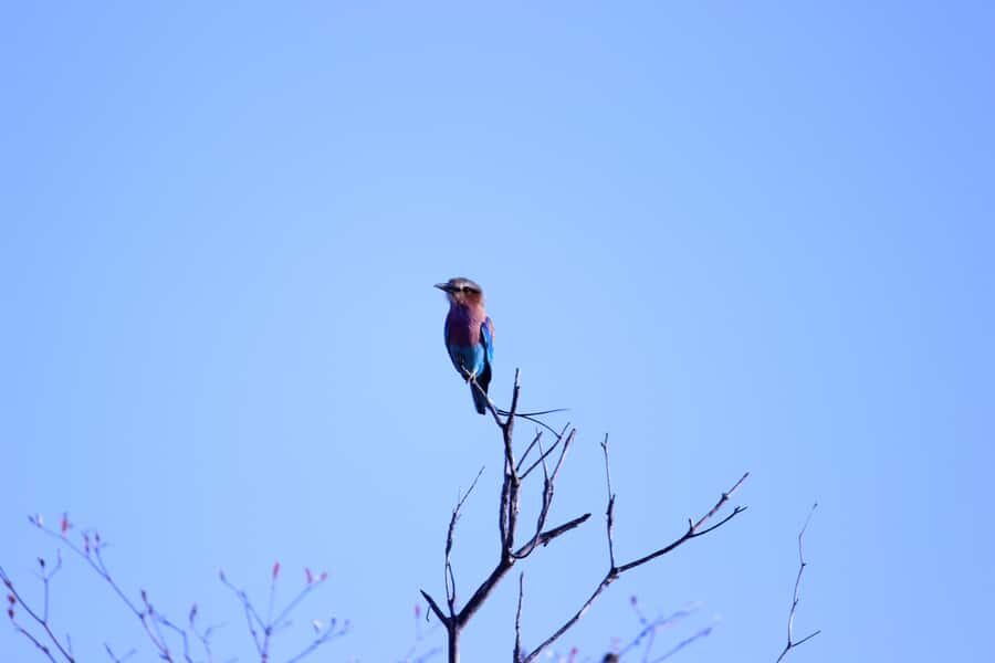 Chobe National Park: Game Drive, Boat Tour, and Lunch - Buffet Lunch at Chobe Marina Lodge Overlooking the Chobe River