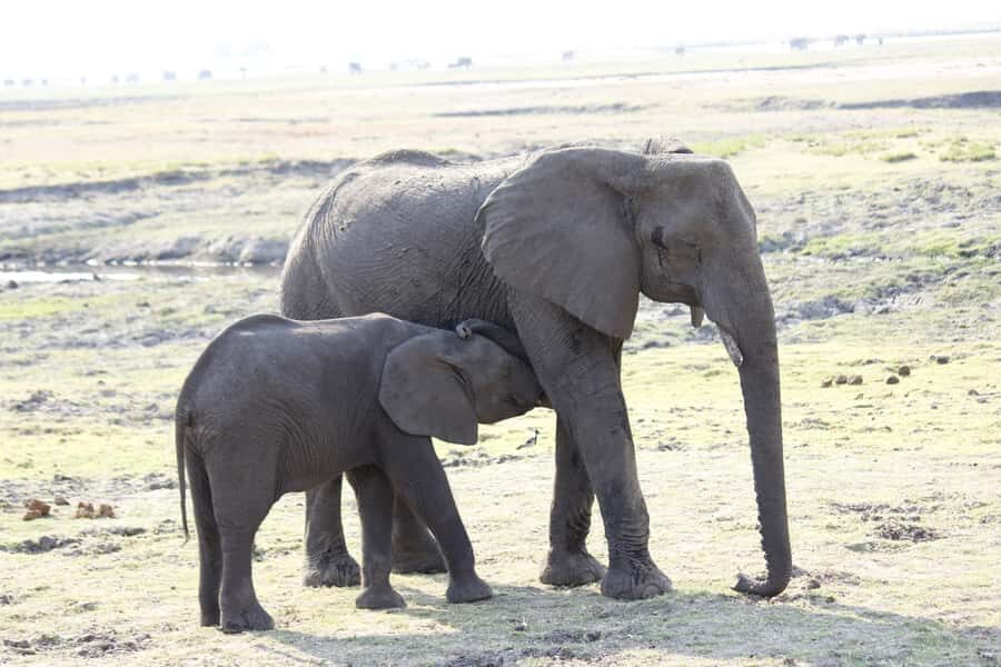 Chobe National Park: Game Drive, Boat Tour, and Lunch - Afternoon Boat Cruise: Hippos, Elephants, and Crocs From the Water