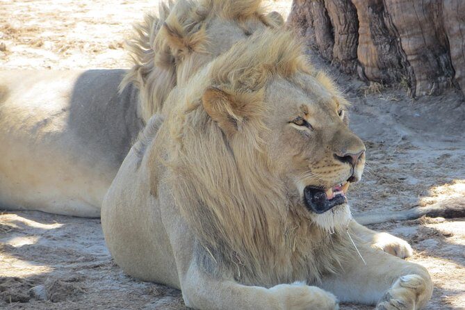 Chobe Safari Overnight Camping Trip - Victoria Falls to Chobe: Getting started the right way