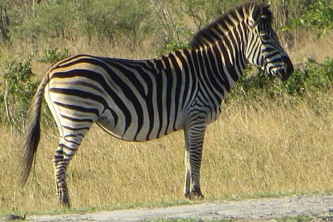 Chobe Safari Overnight Camping Trip - Day 2: 4x4 game drive with bush breakfast at first light