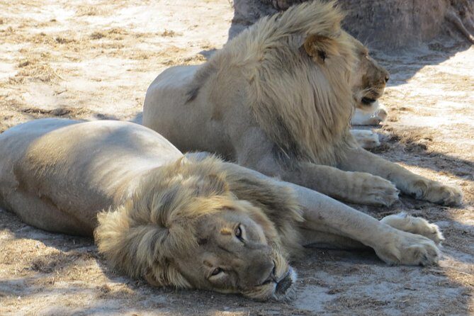 Chobe Safari Overnight Camping Trip - What’s included (and what you’ll pay separately)