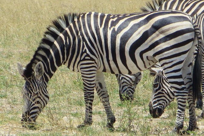 Chobe Safari Overnight Camping Trip - Pickup, timing, and the pace you’ll feel