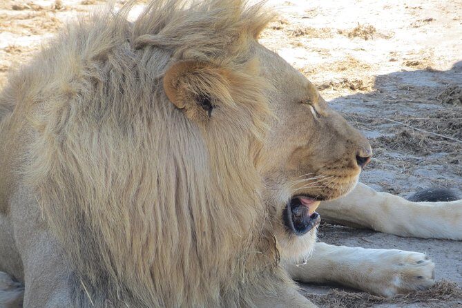 Chobe Safari Overnight Camping Trip - Weather and wildlife reality: plan like the savannah will do its own thing