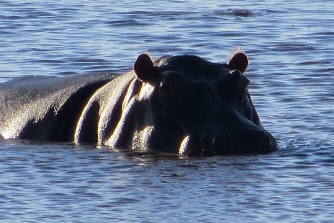 Chobe Safari Overnight Camping Trip - Who should book this Chobe overnight camping trip