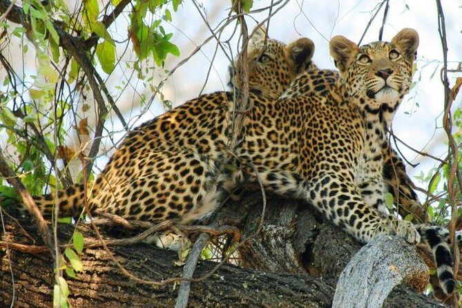 Chobe Sunrise upto Sunset Day trip from Victoria Falls 5AM - 7PM - A sunrise-to-sunset safari that’s built around timing