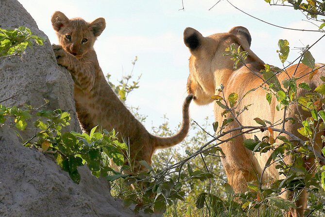 Exclusive full day Chobe game drive safari - Key things I’d bet on before you book