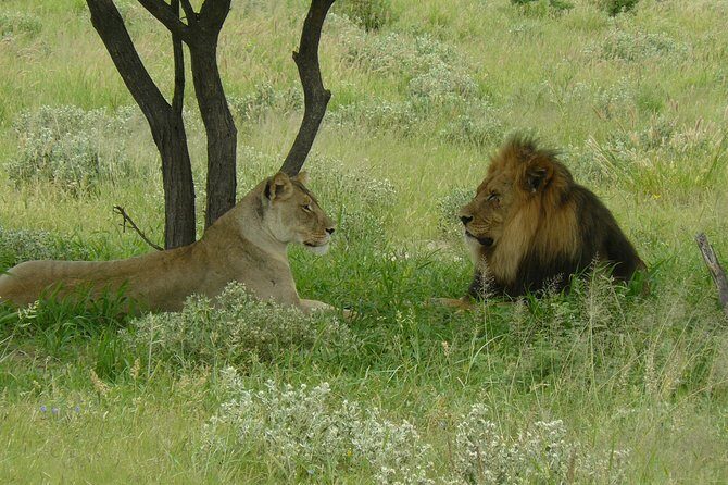 Exclusive full day Chobe game drive safari - The 05:00 departure from Victoria Falls: what the schedule gets right