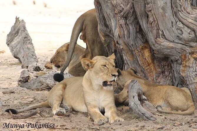 Exclusive full day Chobe game drive safari - How a full-day Chobe game drive actually plays out