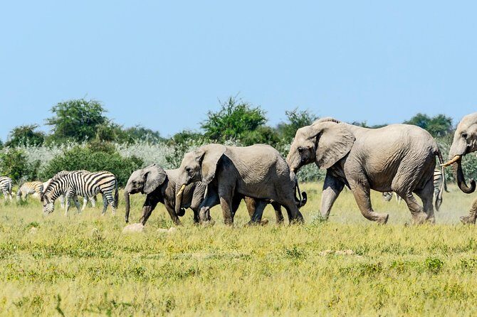 Exclusive full day Chobe game drive safari - The vehicle, the group size, and why it affects your sightings