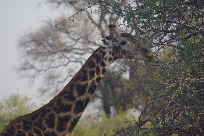 Exclusive full day Chobe game drive safari - Cultural Vibes and Tongesai: the human details that make the day smoother