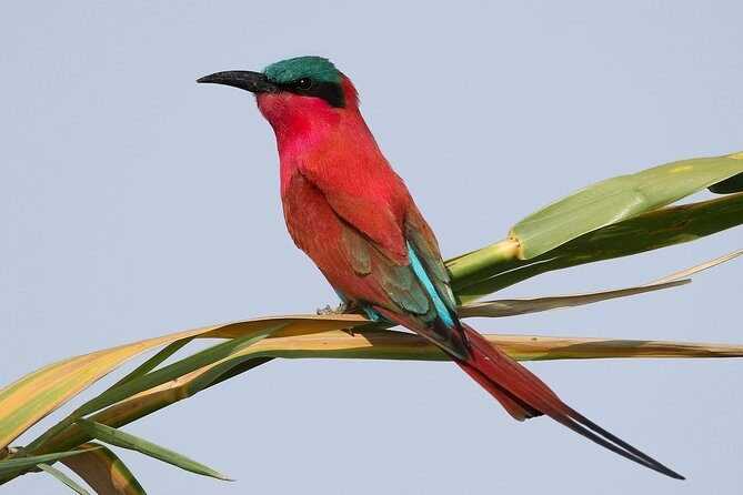 Exclusive full day Chobe game drive safari - Getting the best photos without rushing wildlife