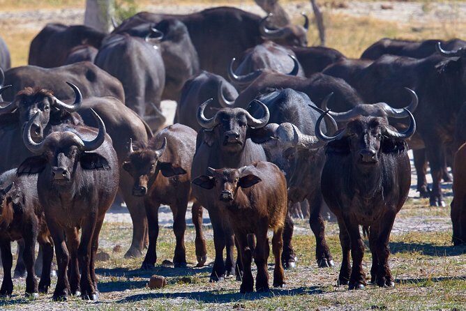 Exclusive full day Chobe game drive safari - Chobe National Park: elephants by the riverfront, predators by the boundaries