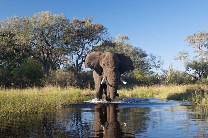 Explore Chobe National Park With a Day Trip from Victoria Falls - Best Fit: Who Should Book This Chobe Day Trip