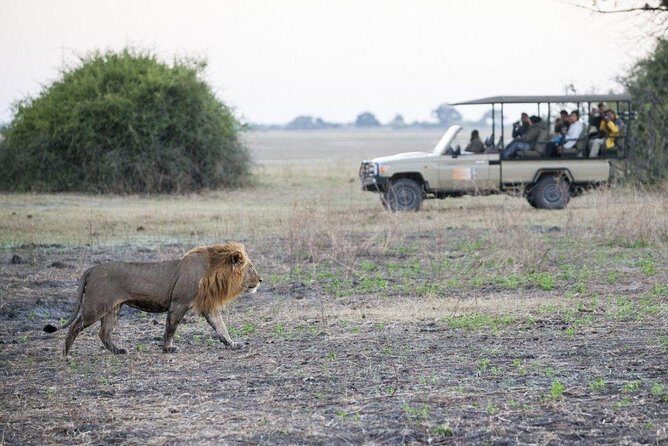 Explore Chobe National Park With a Day Trip from Victoria Falls - Getting Started at 7:00am: Pickup, Border Steps, and Timing