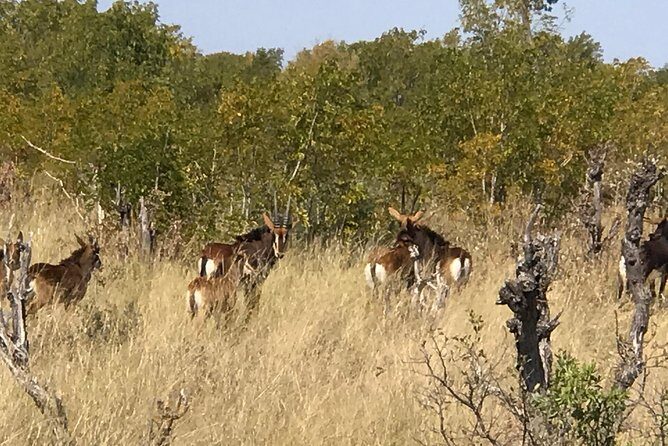 Five-Day Hwange NP, Chobe NP and Victoria Falls Combo - Chobe National Park: cruise first, then 4x4 viewing
