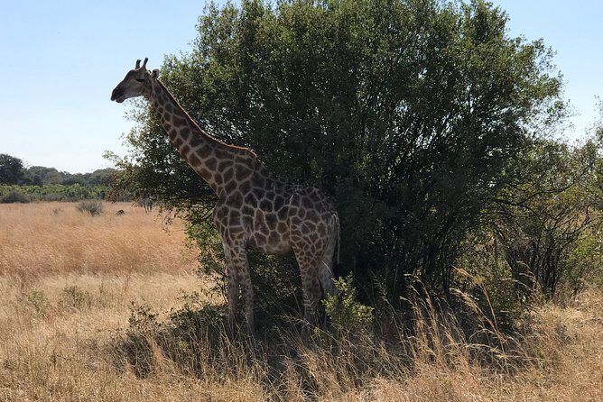 Five-Day Hwange NP, Chobe NP and Victoria Falls Combo - The final morning in Victoria Falls before your flight