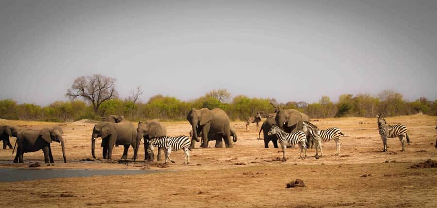 From Kasane: Chobe National Park Full Day Wildlife Safari - Key things I’d watch for on this Chobe safari