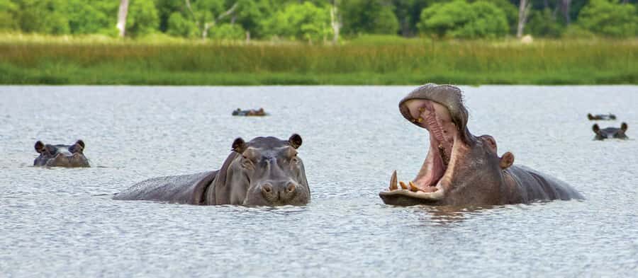 From Kasane: Chobe National Park Full Day Wildlife Safari - Morning Chobe River cruise: where elephants and hippos do the showing