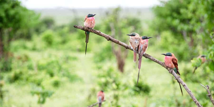 From Victoria Falls: Chobe Half Day Game Drive - Key Things I’d Focus On