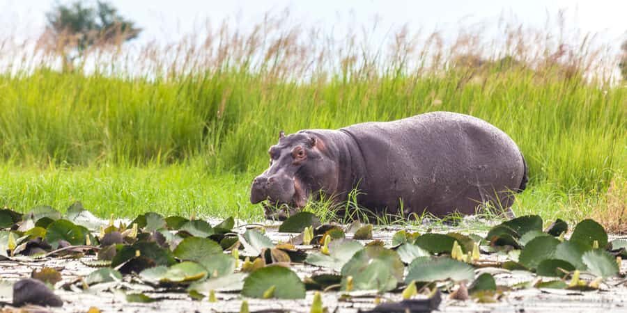 From Victoria Falls: Chobe Half Day Game Drive - Morning Transfer: From Victoria Falls to Chobe in One Smooth Run