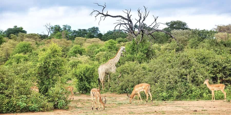 From Victoria Falls: Chobe Half Day Game Drive - Should You Book This Chobe Half-Day Game Drive?