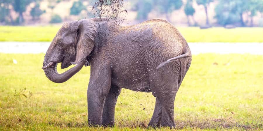 From Victoria Falls: Chobe Half Day Game Drive - Inside the Park: How the Open-Sided 4x4 Game Drive Works