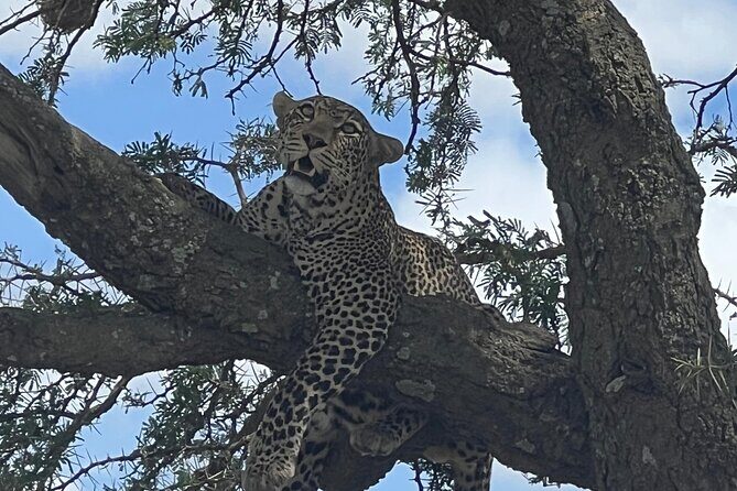 From Victoria Falls: Chobe National Park Small Group Tour - Key things to know before you go