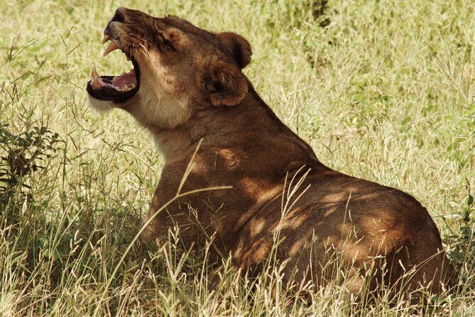 From Victoria Falls: Chobe National Park Small Group Tour - The Kazungula border run: how to make the crossing feel painless
