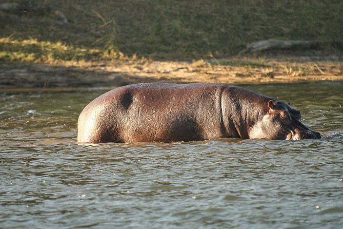 From Victoria Falls: Chobe National Park Small Group Tour - Afternoon open-air safari vehicle drive: your second chance to spot big game