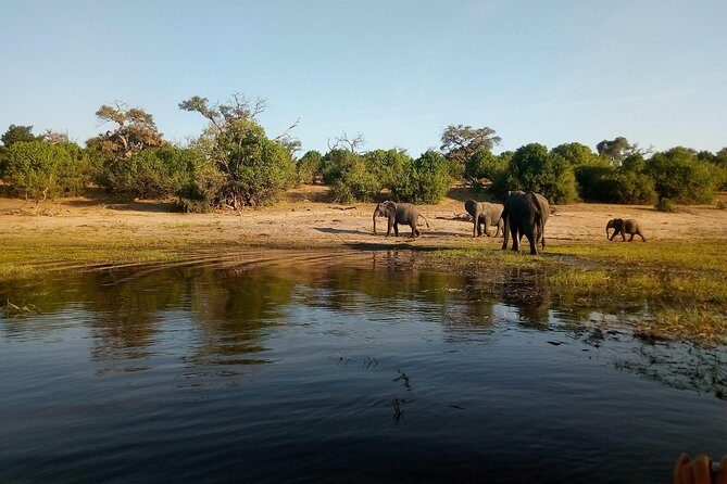 From Victoria Falls: Chobe National Park Small Group Tour - Price and value: what $200 covers, and what to budget for