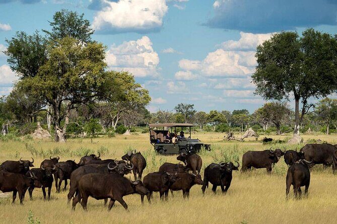 From Victoria Falls: Chobe National Park Small Group Tour - The heart of the trip: a guided 4-hour game drive in Chobe