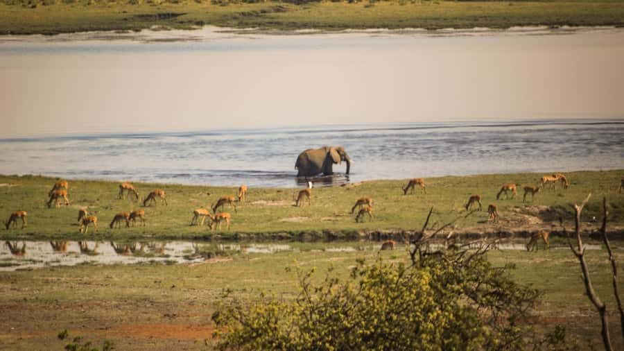 From Victoria Falls: Full Chobe Day trip to Chobe, Botswana - Chobe National Park Day Trip Timing: 10 Hours That Actually Add Up