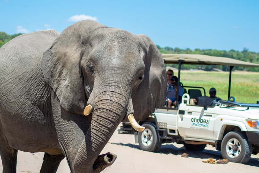 From Victoria Falls: Full Chobe Day trip to Chobe, Botswana - Game Drive in Chobe National Park: Elephants, Lions, and Photo Stops