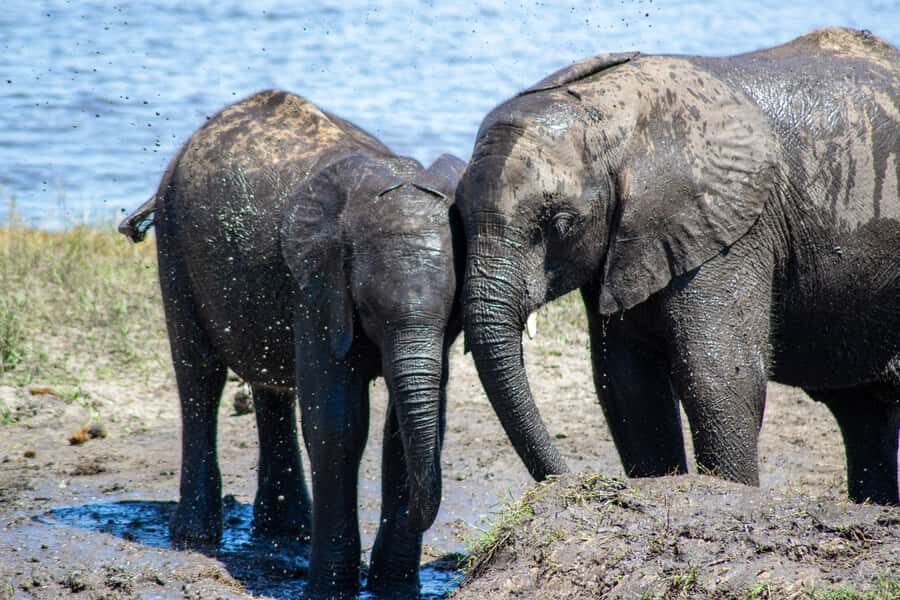 From Victoria Falls: Full Chobe Day trip to Chobe, Botswana - Packing Tips That Save the Day