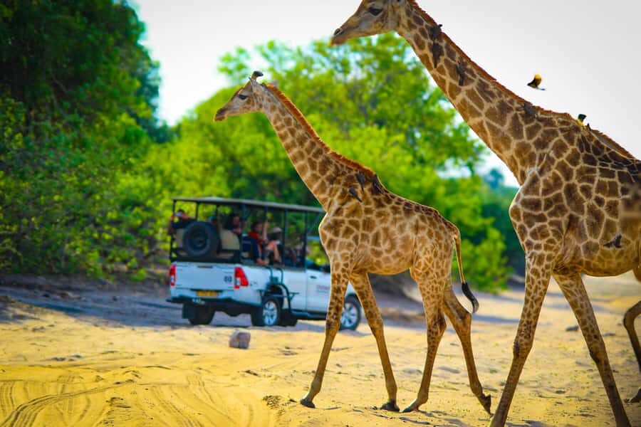 From Victoria Falls: Full Chobe Day trip to Chobe, Botswana - Who Should Book This Chobe Day Trip from Victoria Falls?
